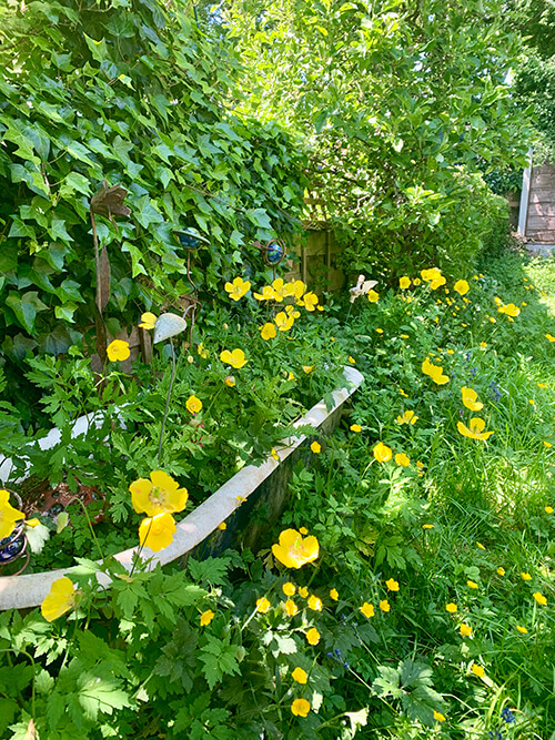 Yellow poppies and buttercups in our garden